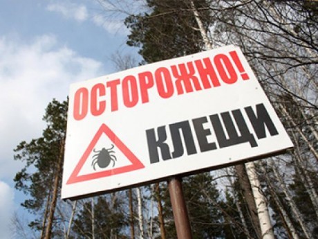 Как защититься от укусов клещей Как защититься от укусов клещей