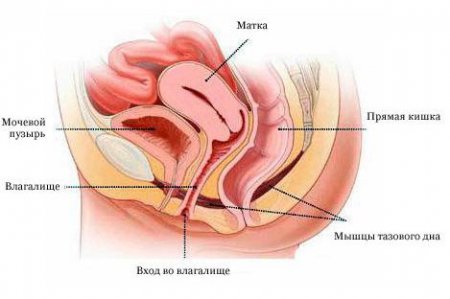 Расположение органов малого таза у женщин