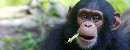 chimpanze Открыт новый ген, доказывающий уникальность человека